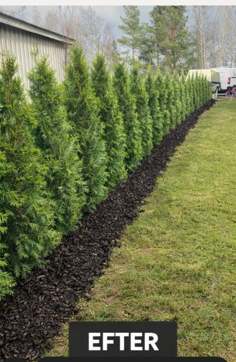 Färdig häckplantering med bark längs gräsmatta